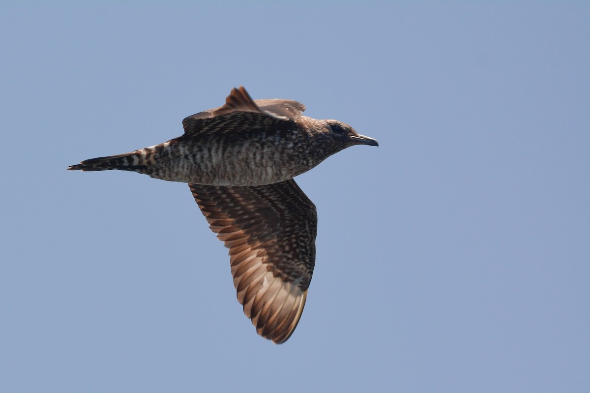 Parasitic Jaeger - ML627967637