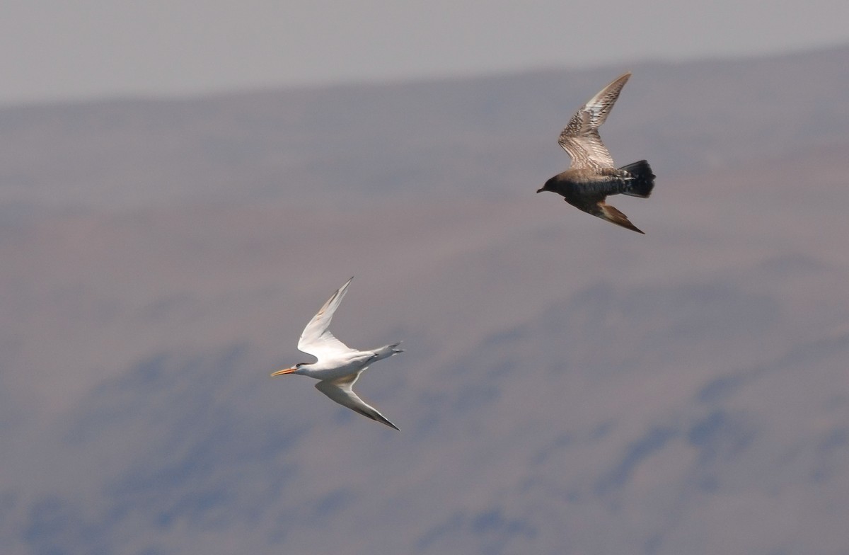 Parasitic Jaeger - ML627967642