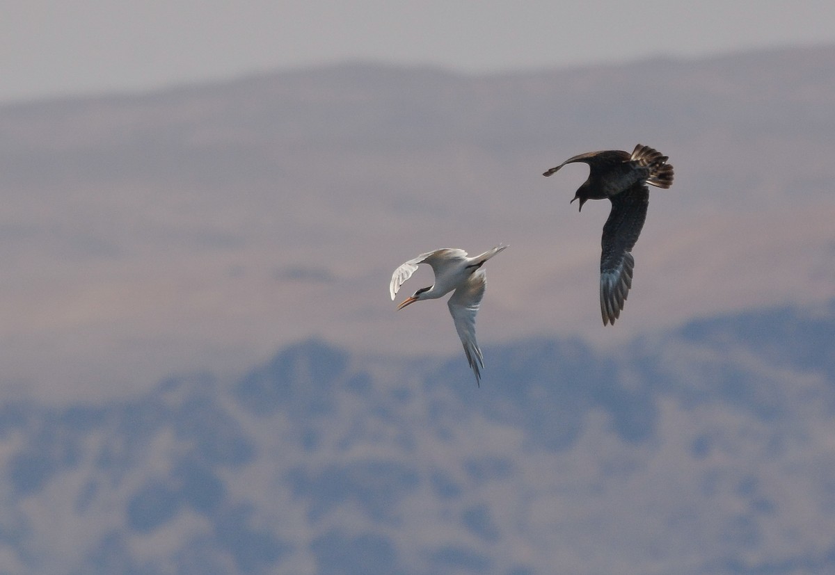 Parasitic Jaeger - ML627967643