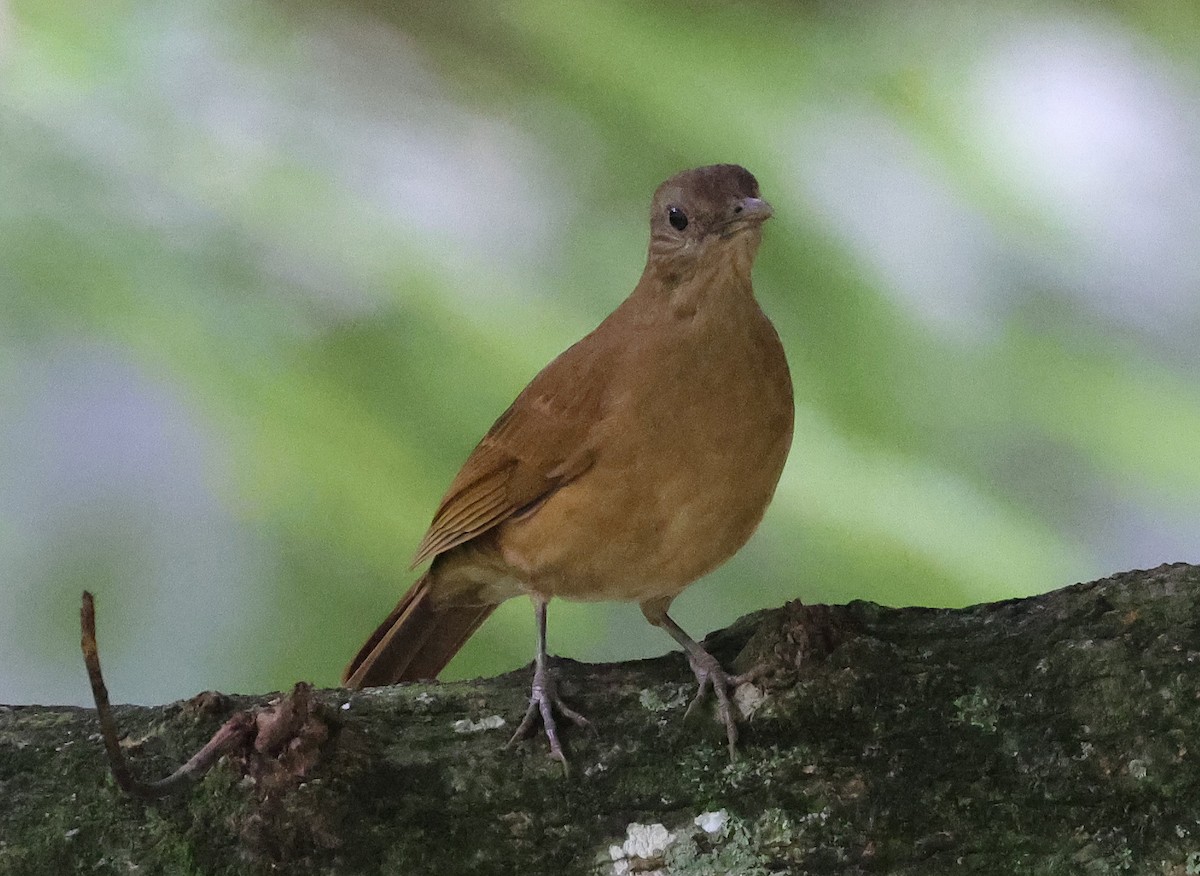 Cocoa Thrush - ML627967702