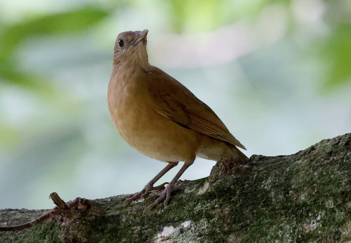 Cocoa Thrush - ML627967703