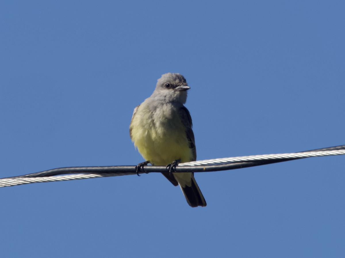 Western Kingbird - ML627967710