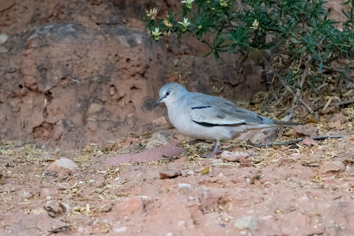 Picui Ground Dove - ML627967896