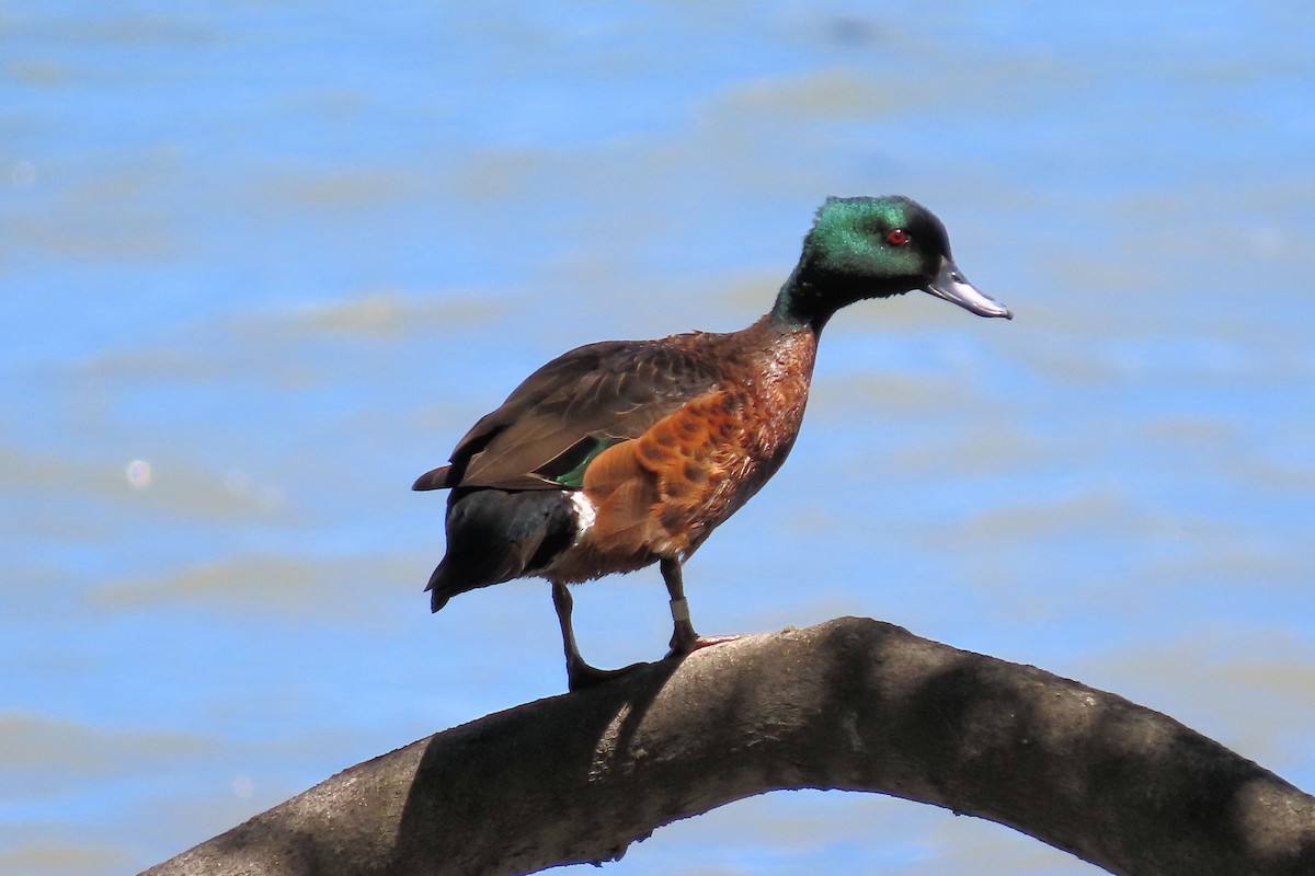 Chestnut Teal - ML627967907