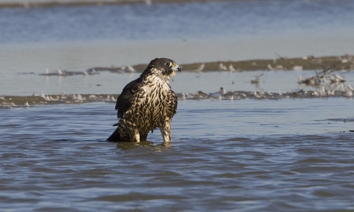 Peregrine Falcon (North American) - Brian Sullivan