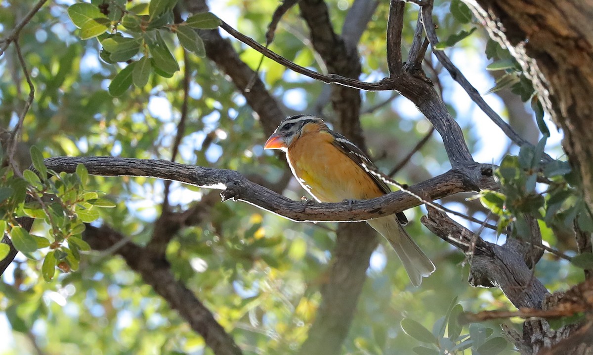 Black-headed Grosbeak - ML627967969