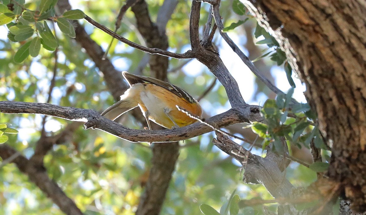 Black-headed Grosbeak - ML627967970