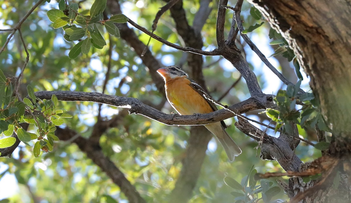 Black-headed Grosbeak - ML627967971