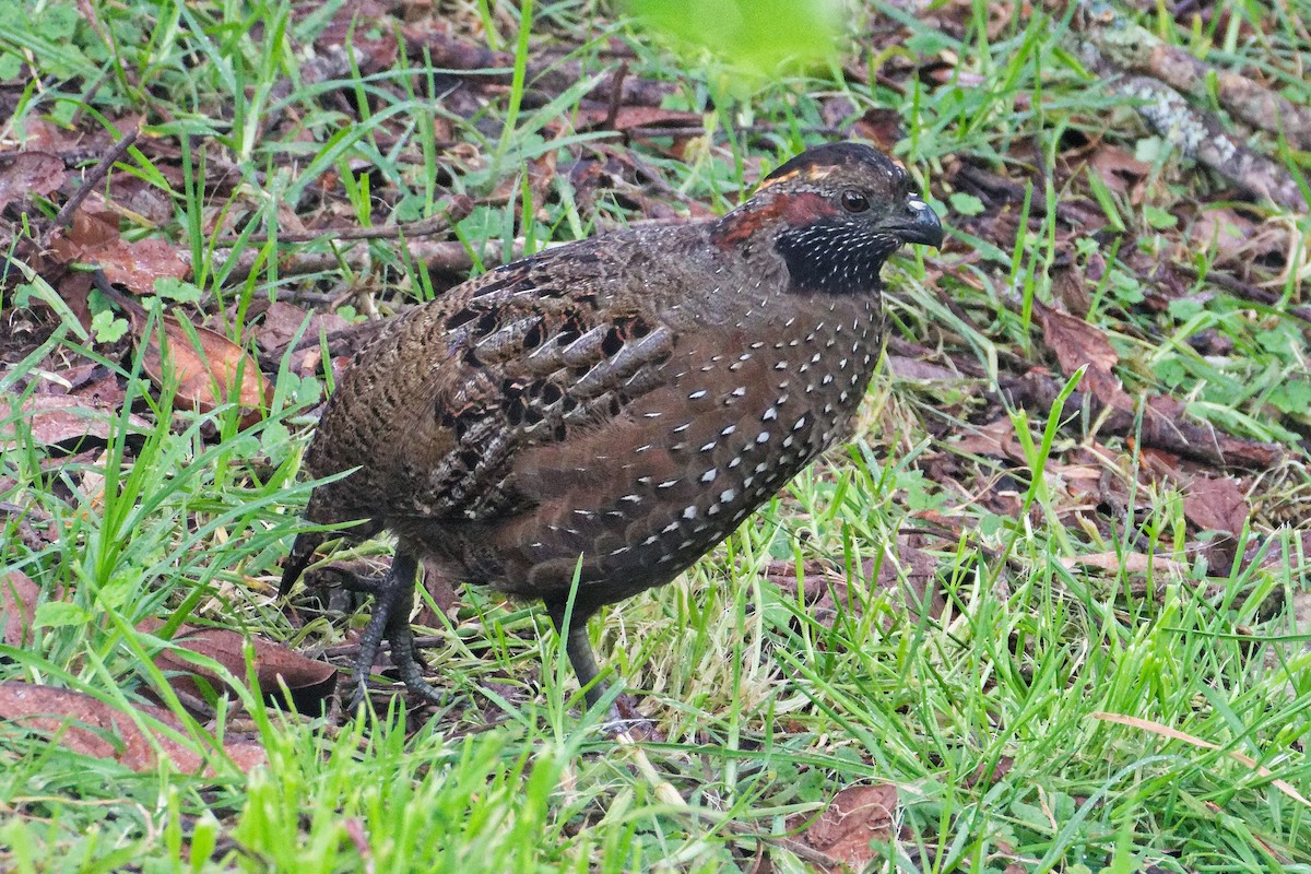 Spotted Wood-Quail - ML627968009