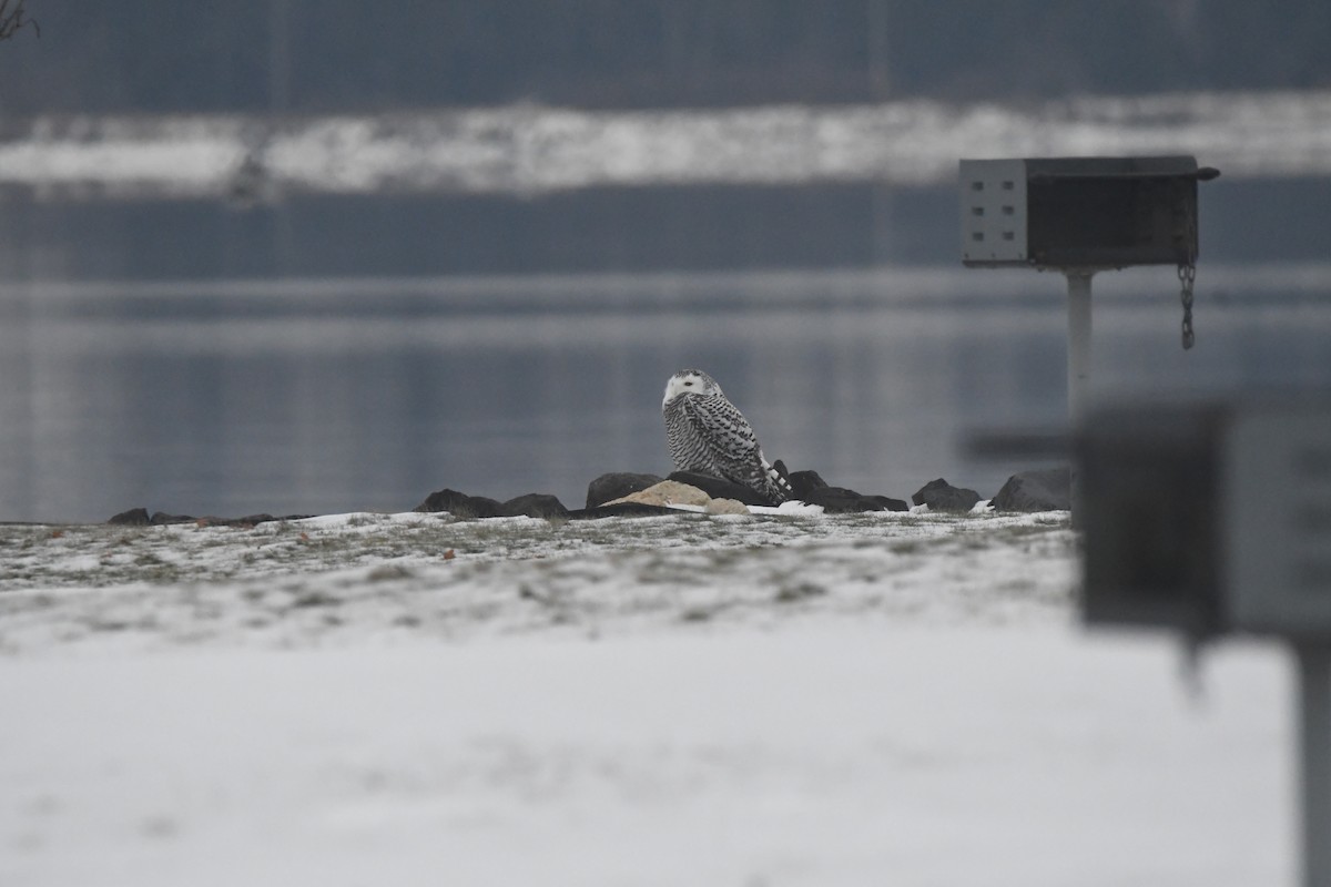 Snowy Owl - ML627968048