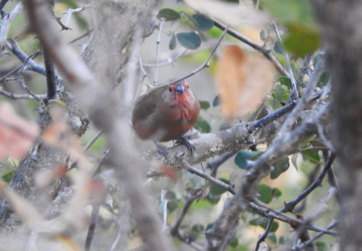 Jameson's Firefinch - ML627968087