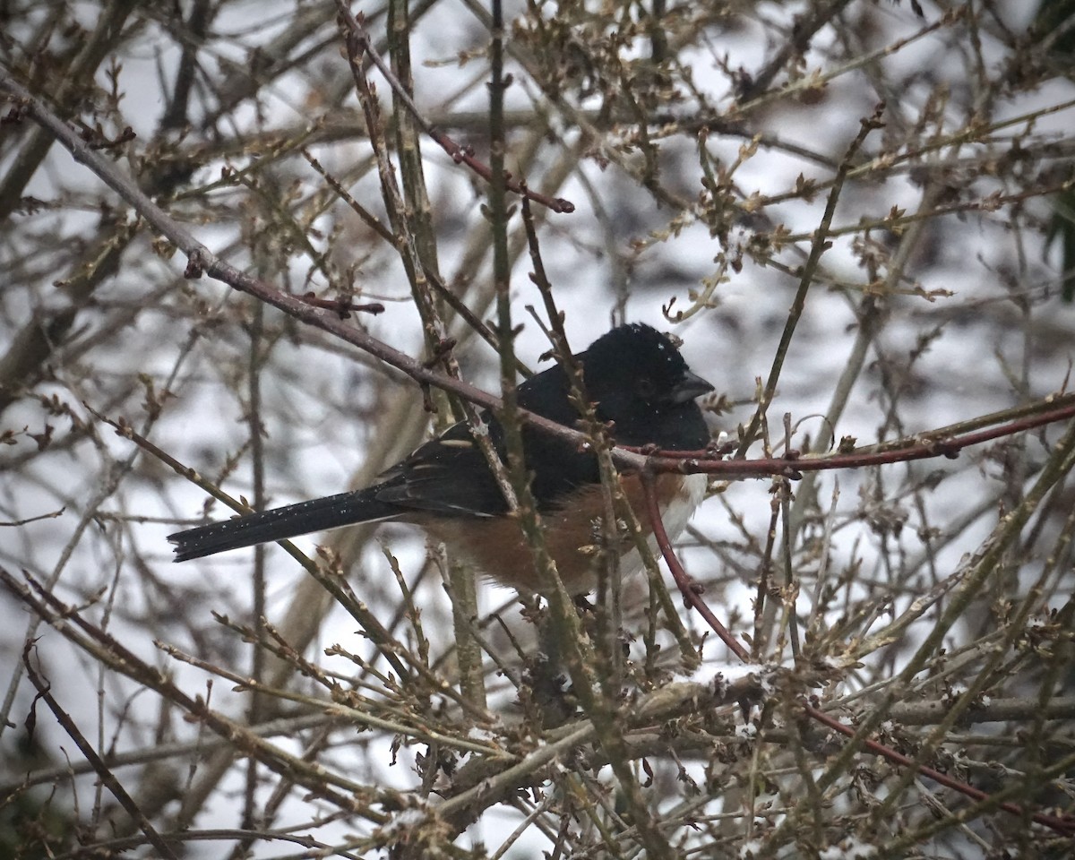 Eastern Towhee - ML627968150