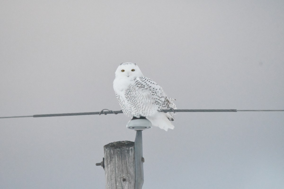 Snowy Owl - ML627968160