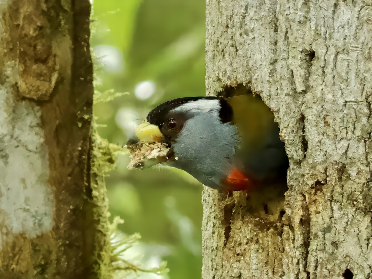 Toucan Barbet - ML627968289