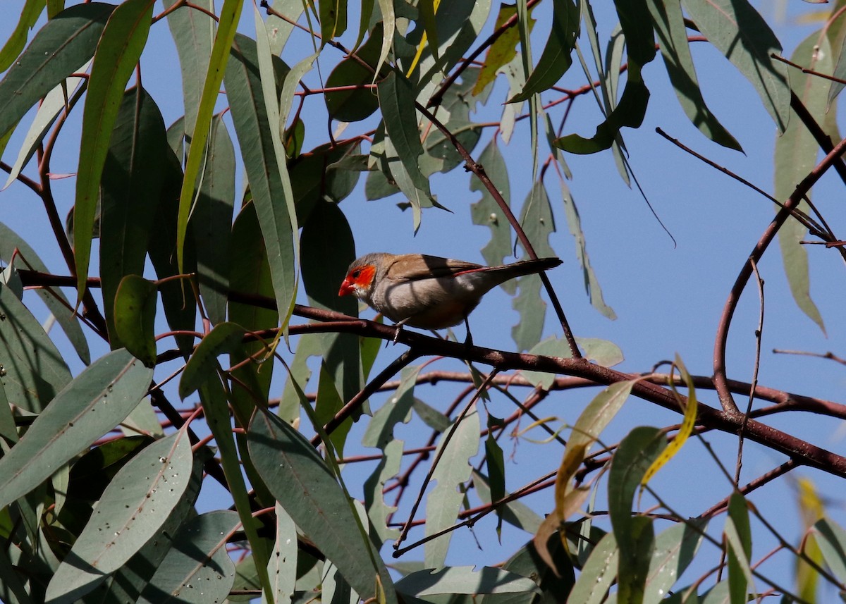 Orange-cheeked Waxbill - ML627968318