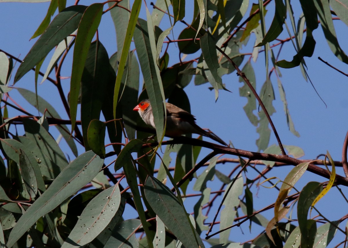 Orange-cheeked Waxbill - ML627968319
