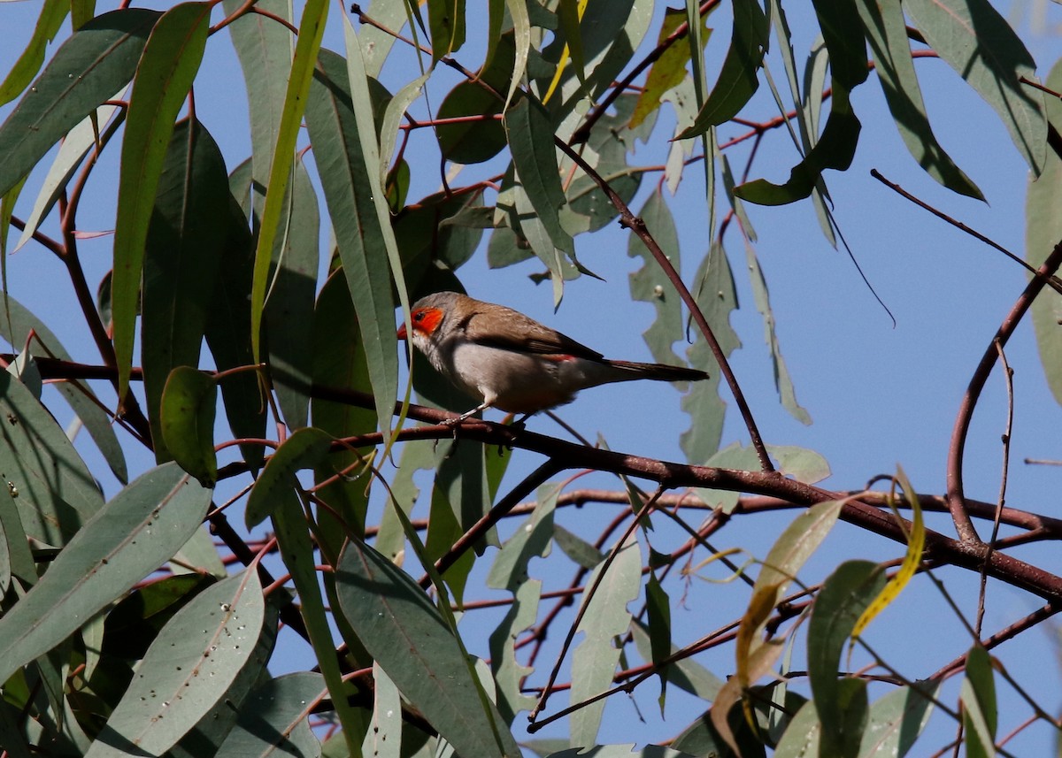 Orange-cheeked Waxbill - ML627968320