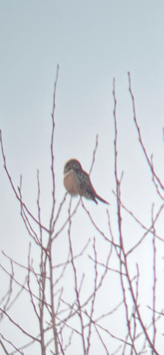 オナガフクロウ - ML627968327