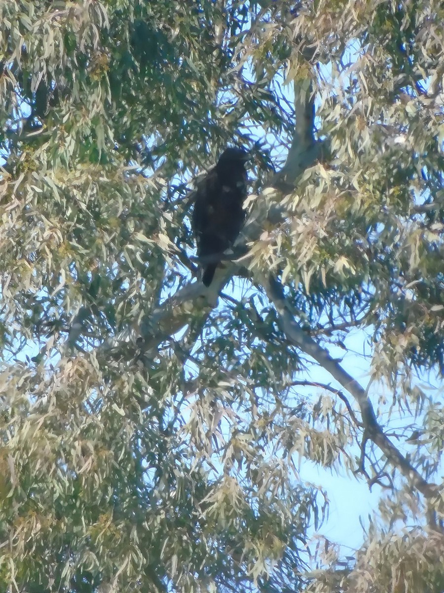 Greater Spotted Eagle - Gleb Berloff