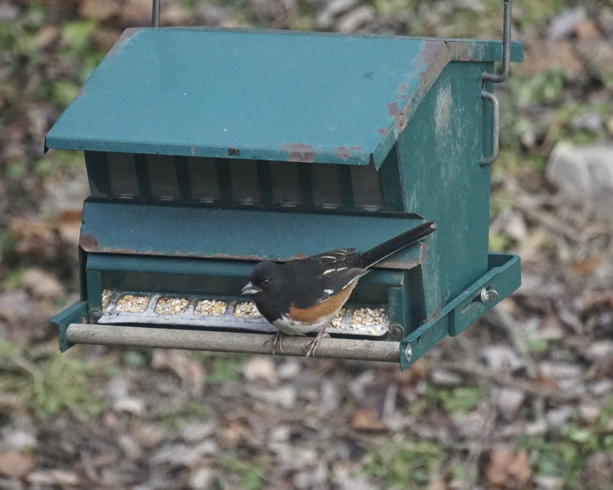 Eastern Towhee - ML627968395