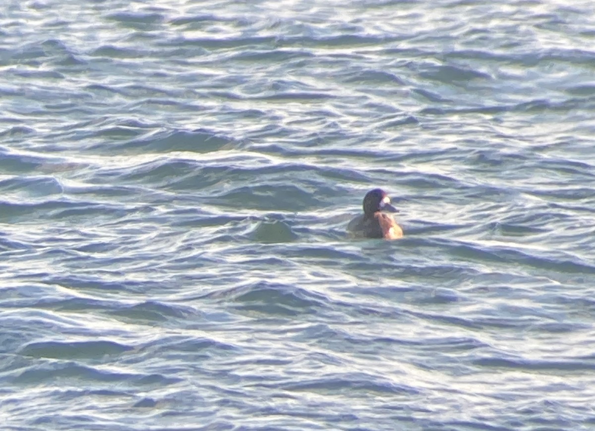 Greater Scaup - ML627968448