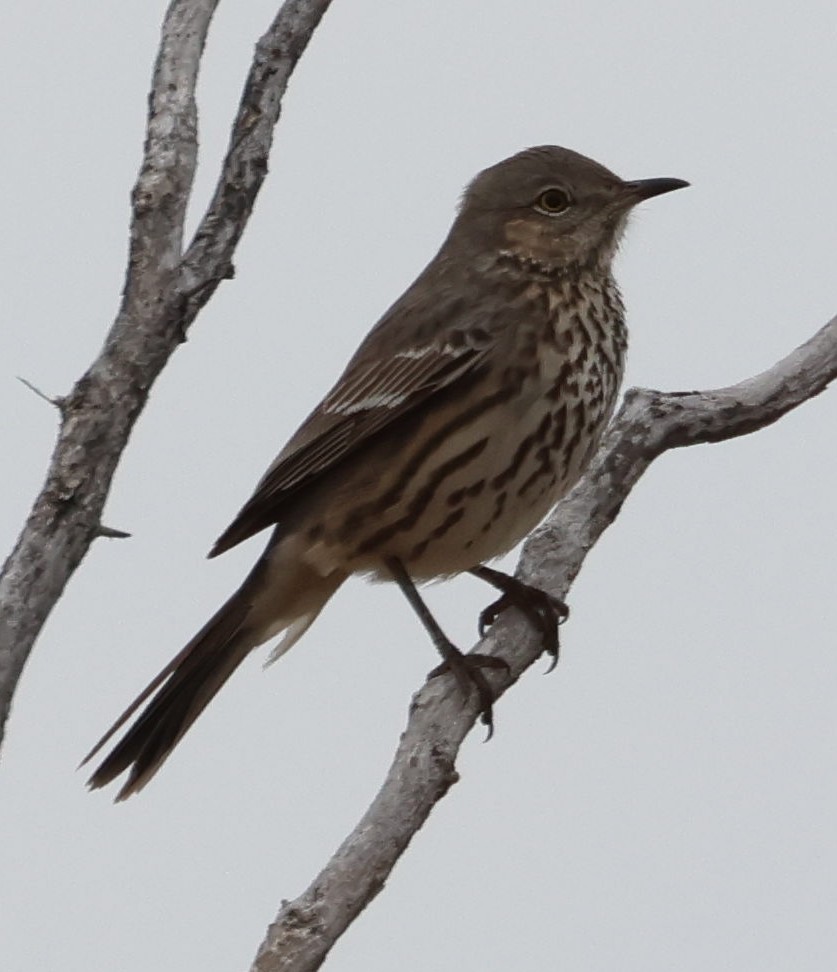 Sage Thrasher - ML627968476