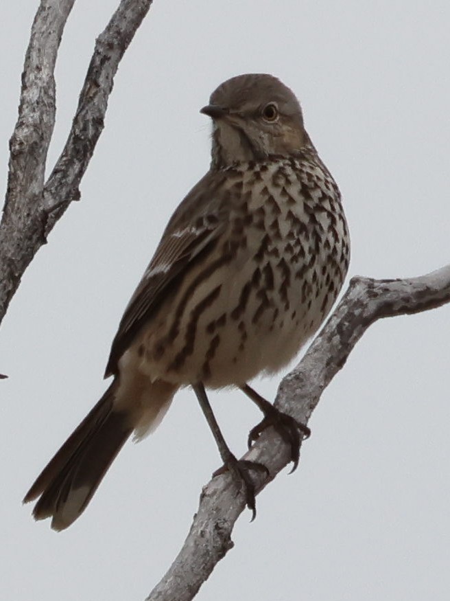 Sage Thrasher - ML627968477