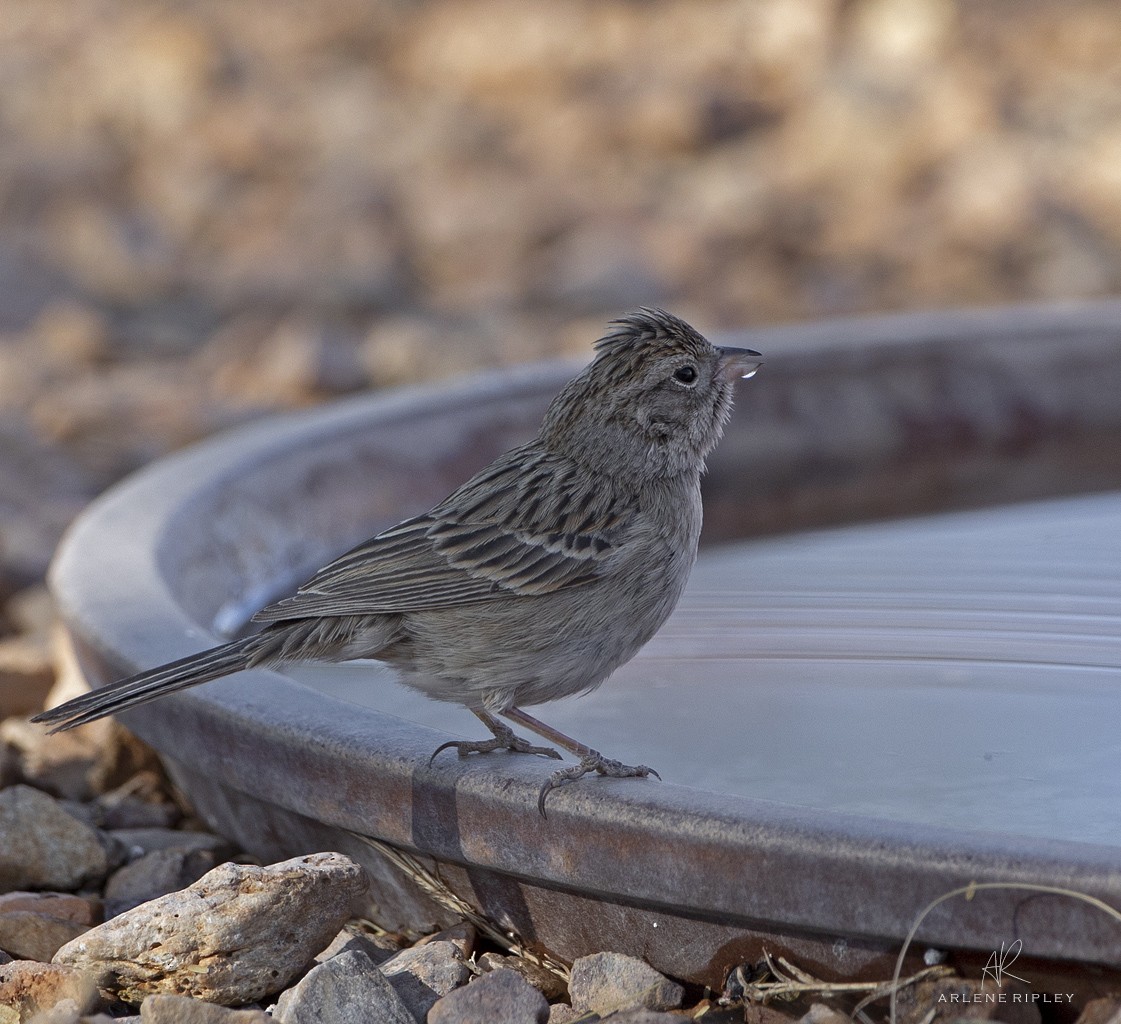 Brewer's Sparrow - ML627968478