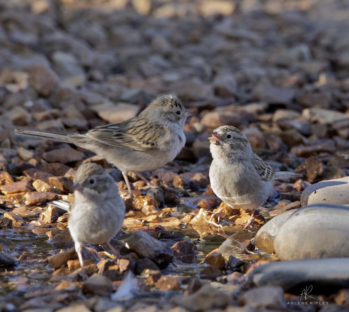 Brewer's Sparrow - ML627968495