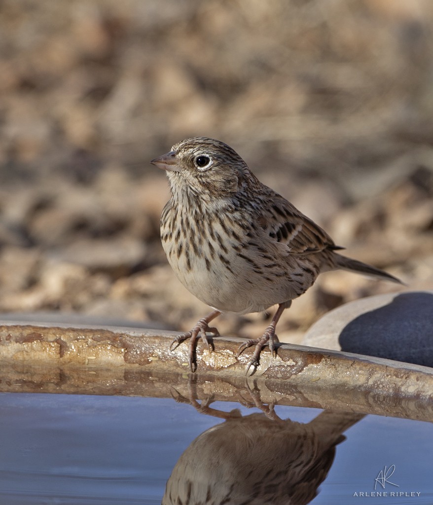 Vesper Sparrow - ML627968512