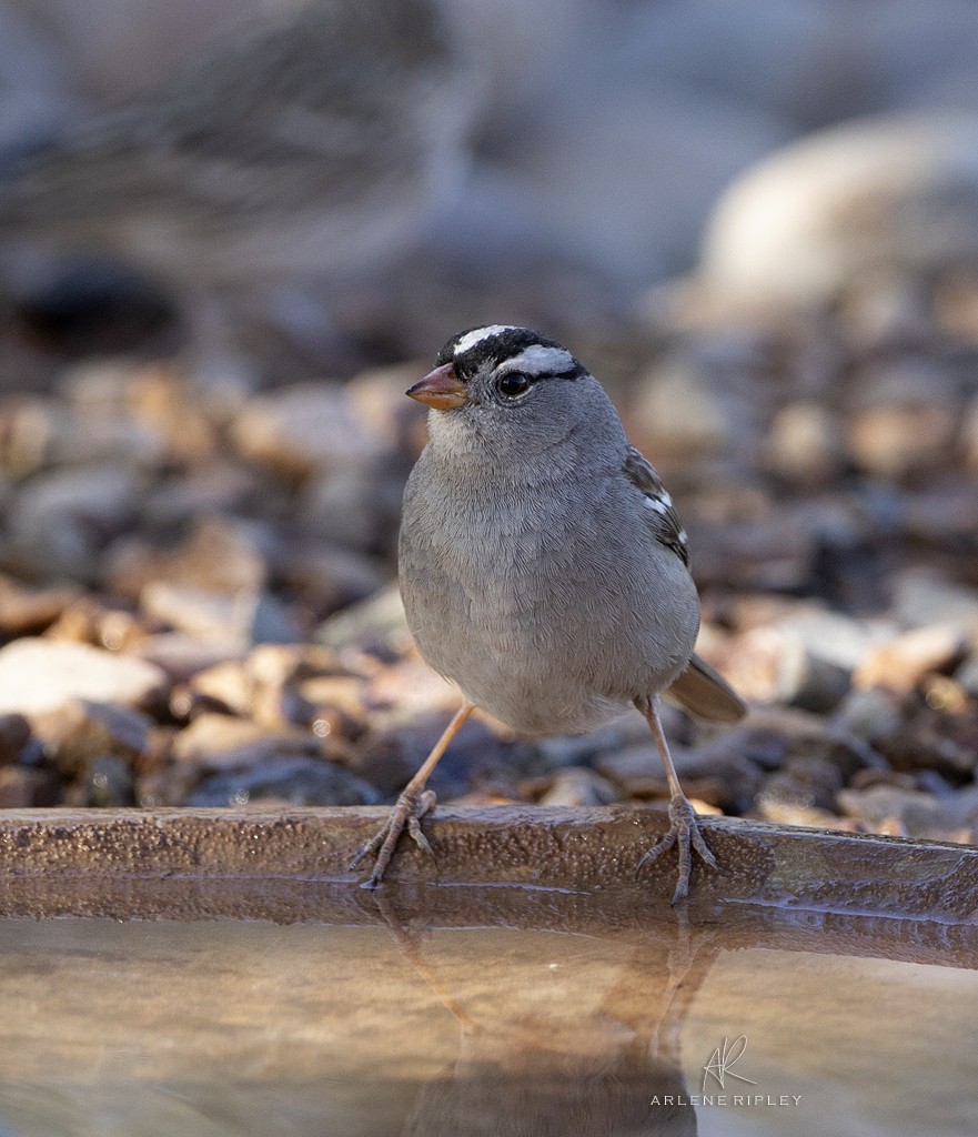 strnadec bělopásý (ssp. gambelii) - ML627968523