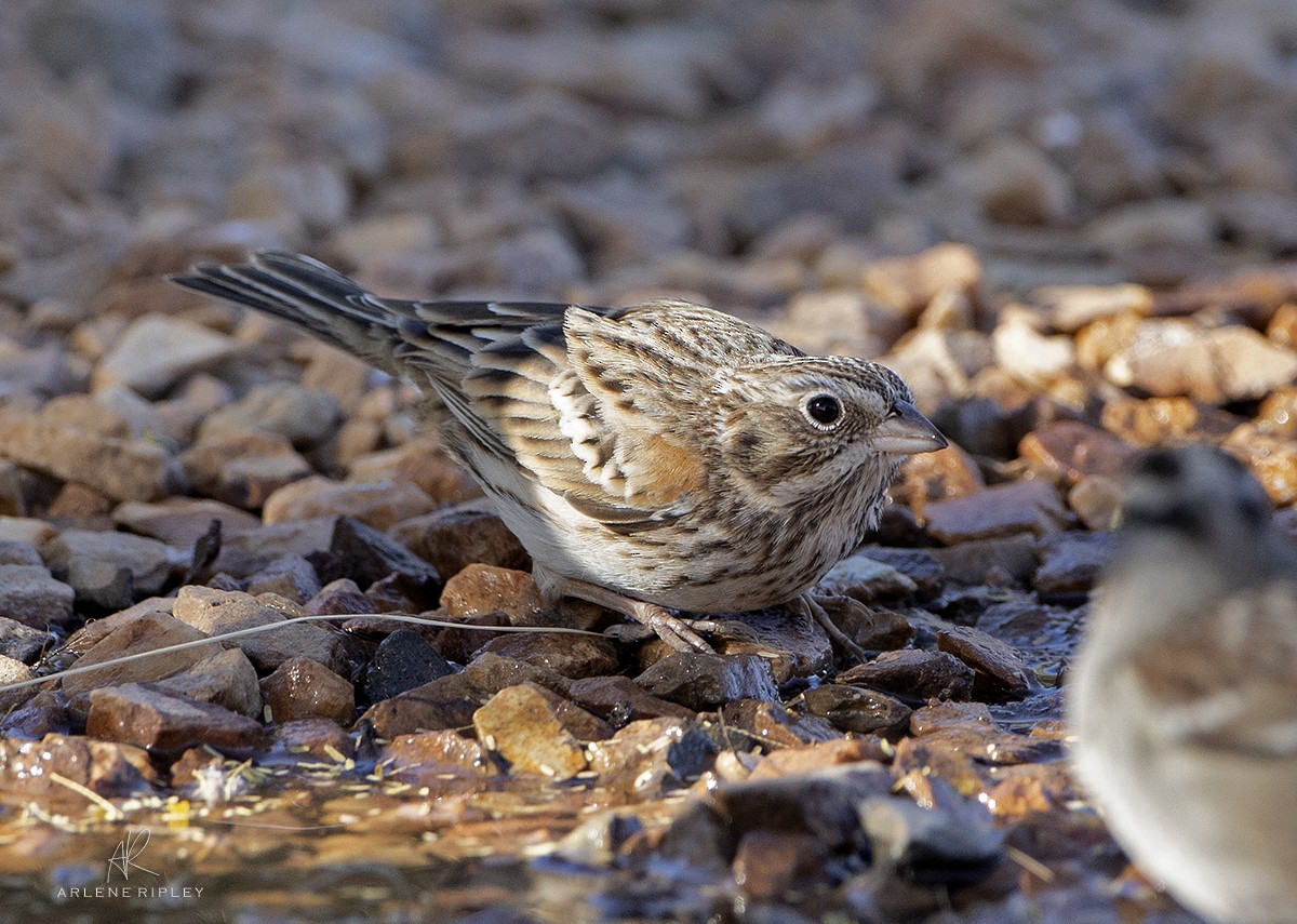 Vesper Sparrow - ML627968550