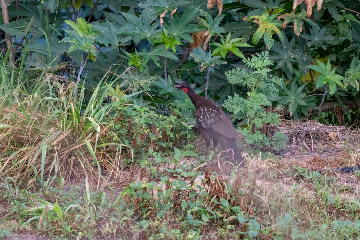 Red-faced Guan - ML627968693