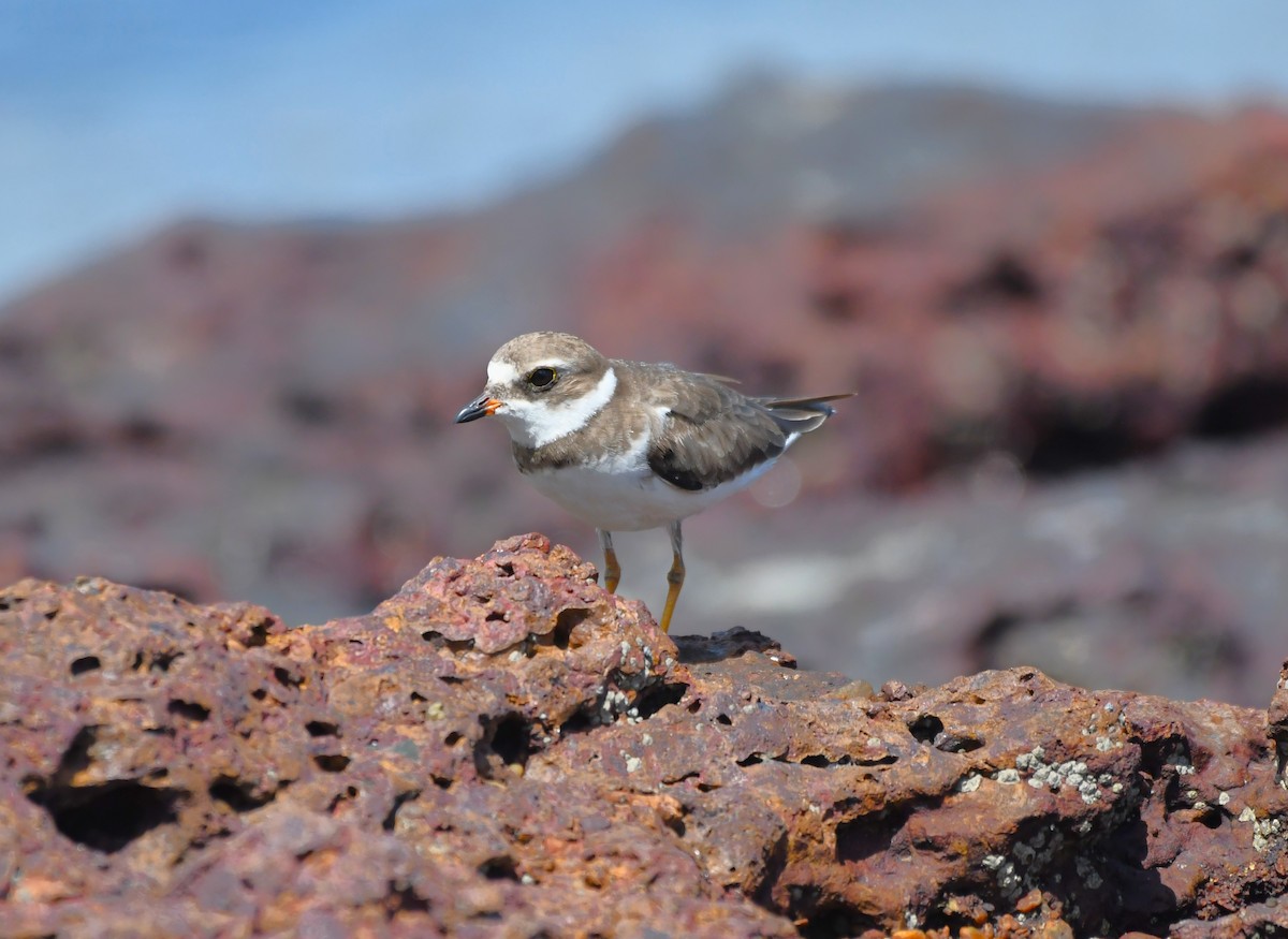 Semipalmated Plover - ML627968702
