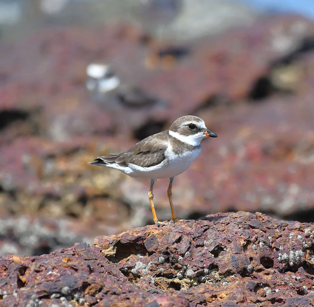 Semipalmated Plover - ML627968703