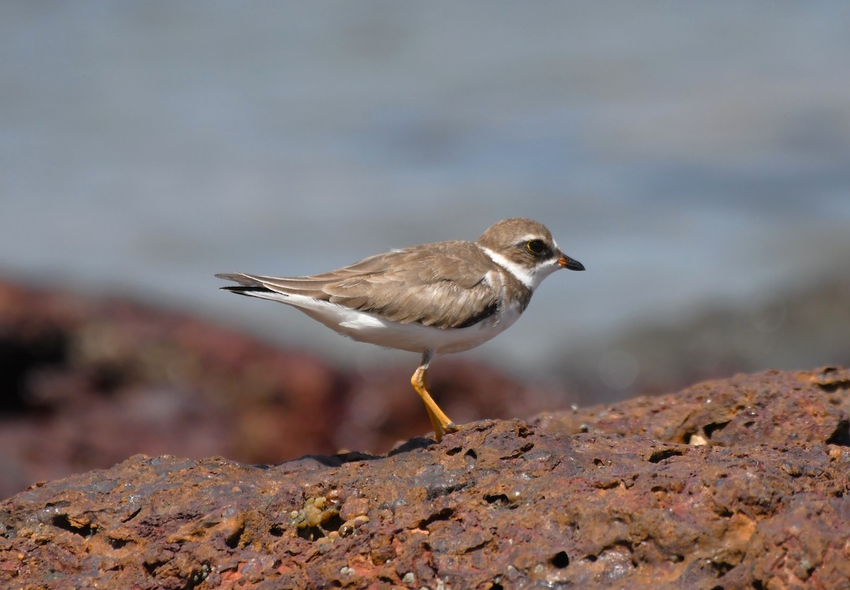 Semipalmated Plover - ML627968704