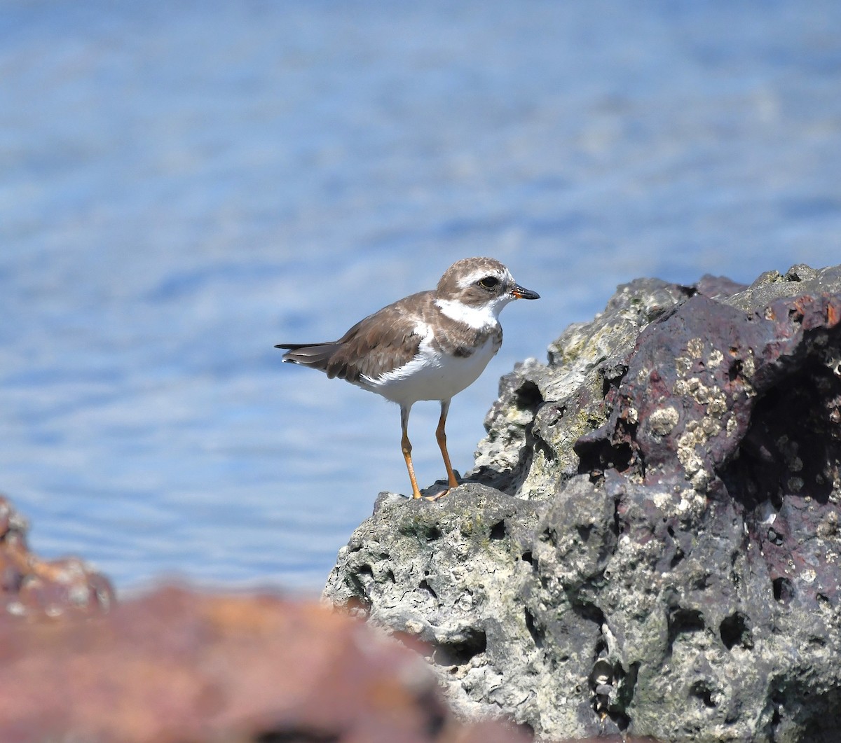 Semipalmated Plover - ML627968705