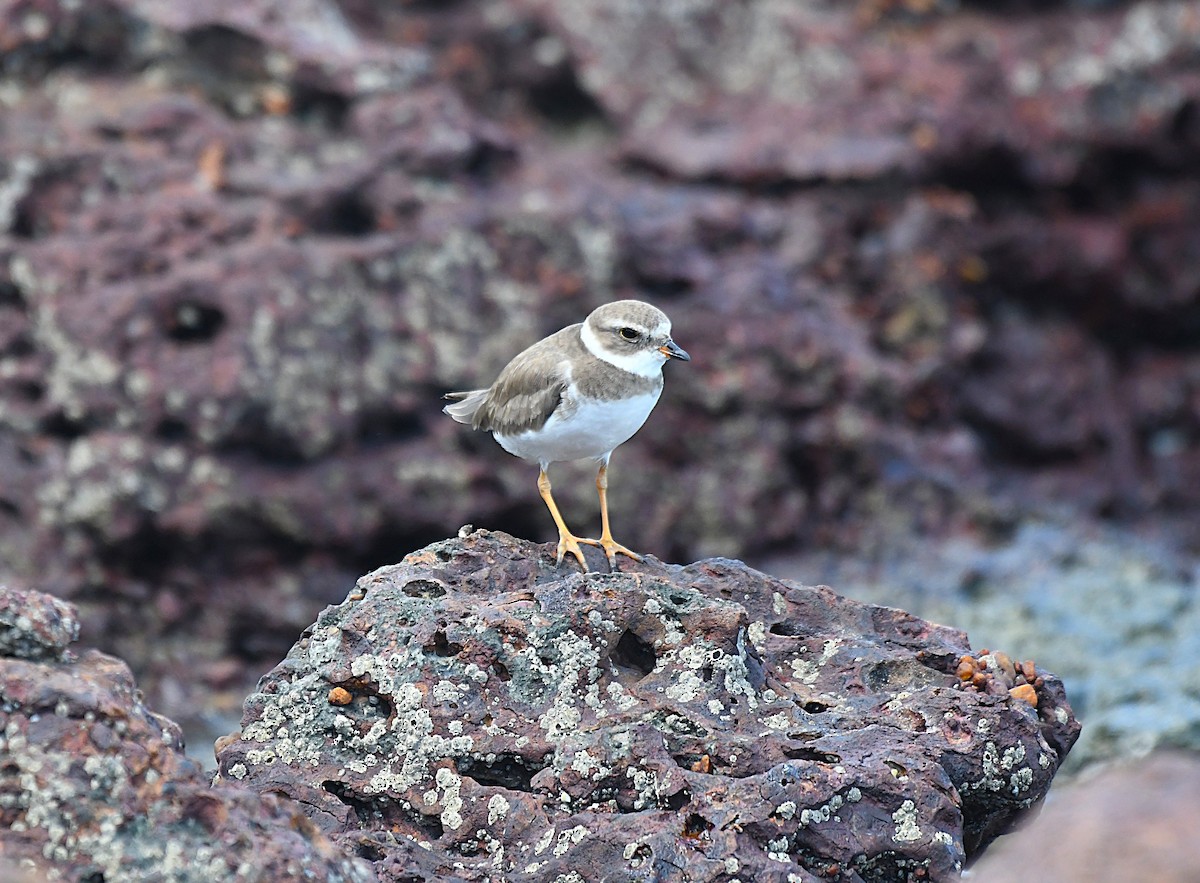 Semipalmated Plover - ML627968706