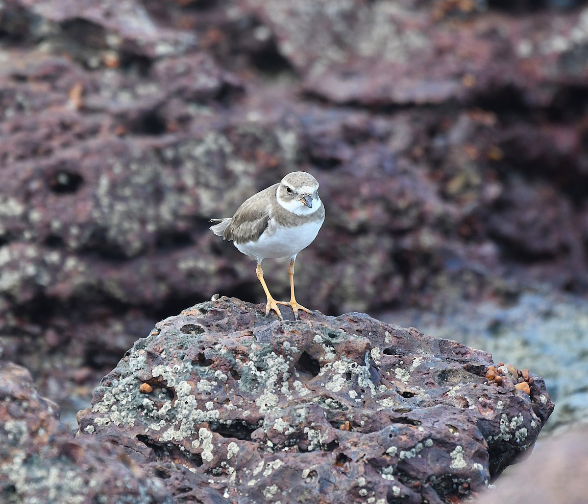 Semipalmated Plover - ML627968707