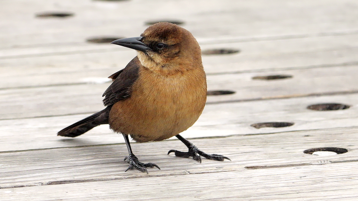 Boat-tailed Grackle (westoni) - ML627968805