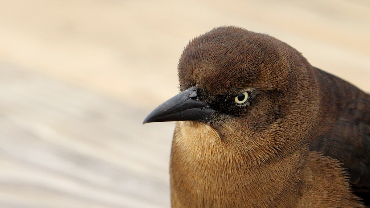 Boat-tailed Grackle (torreyi/alabamensis) - ML627968814