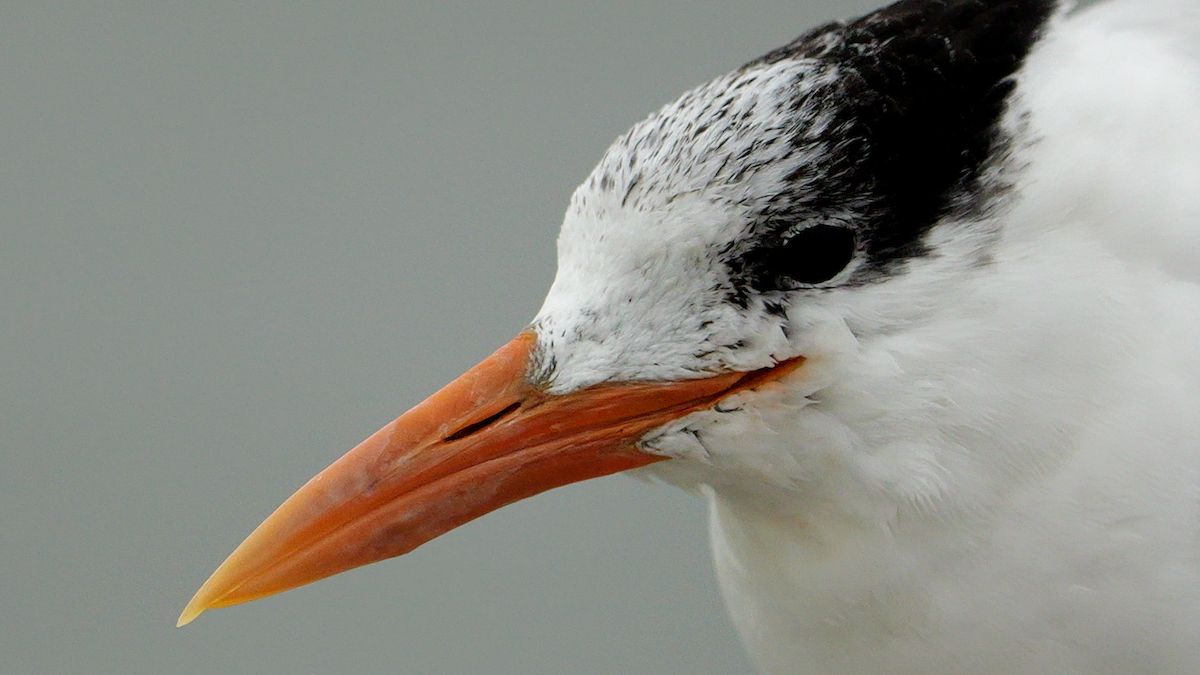 Royal Tern - ML627968849