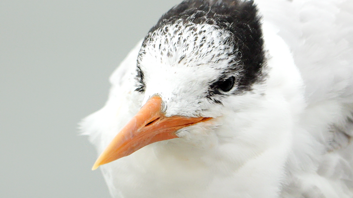 Royal Tern - ML627968880