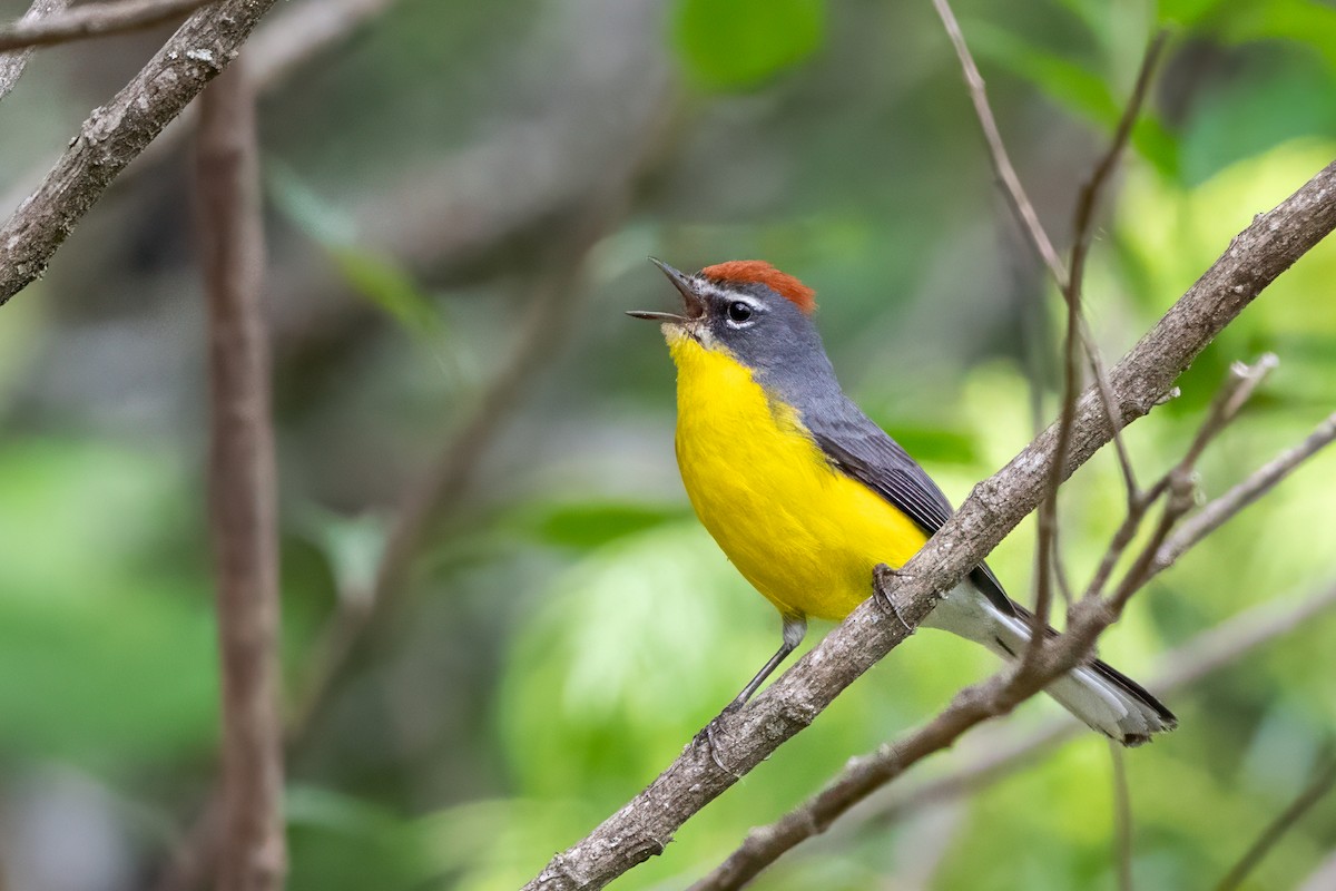 Brown-capped Redstart - ML627969012