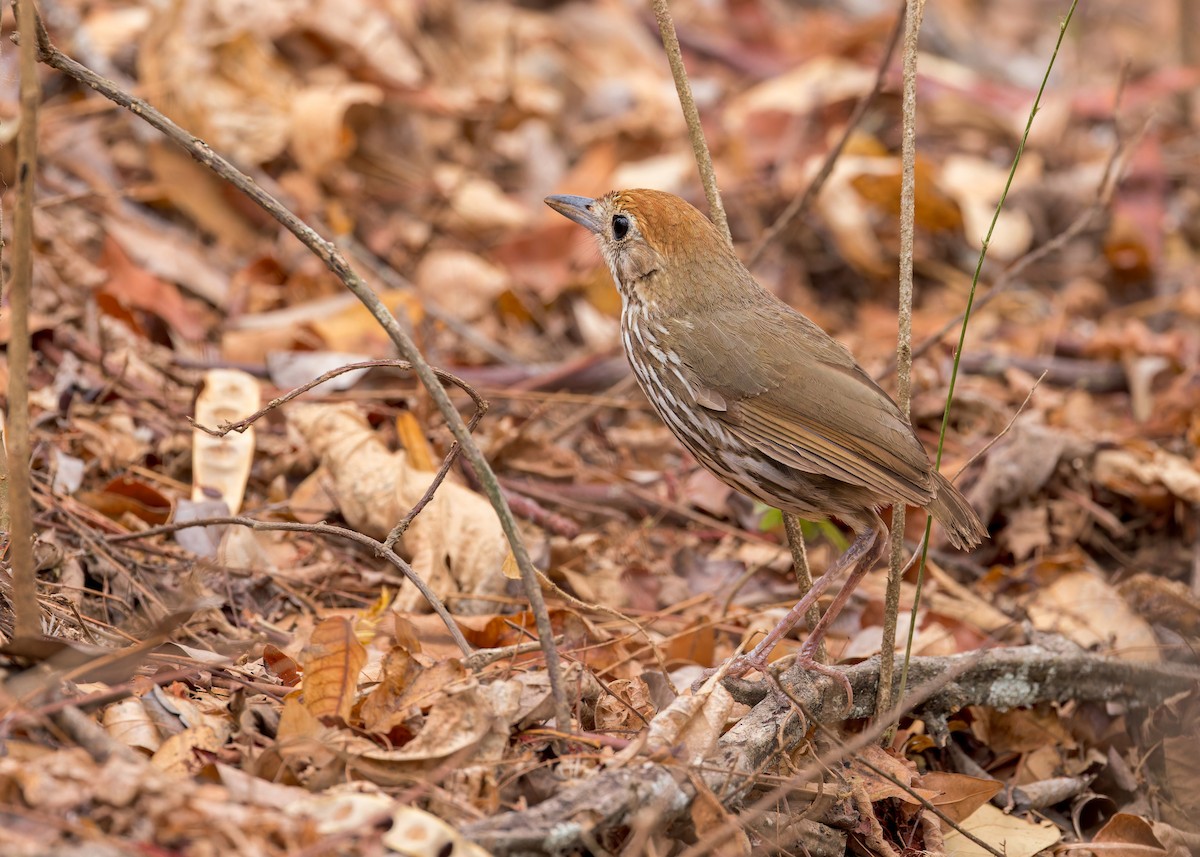 kanelhettemaurpitta - ML627969029