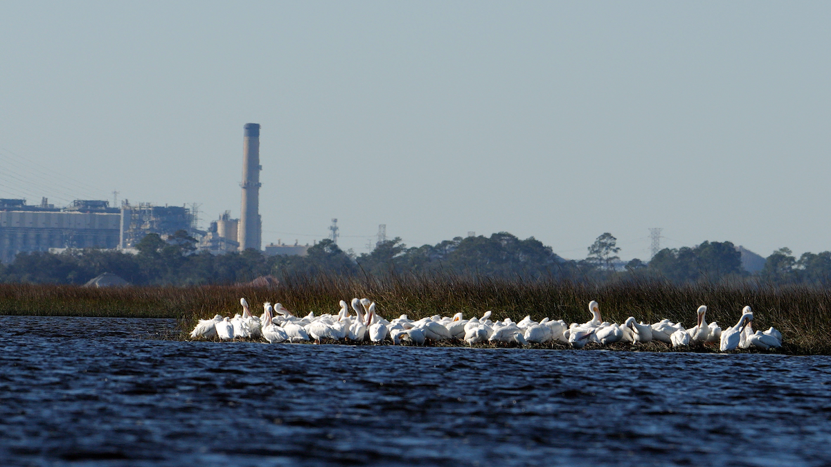 American White Pelican - ML627969049