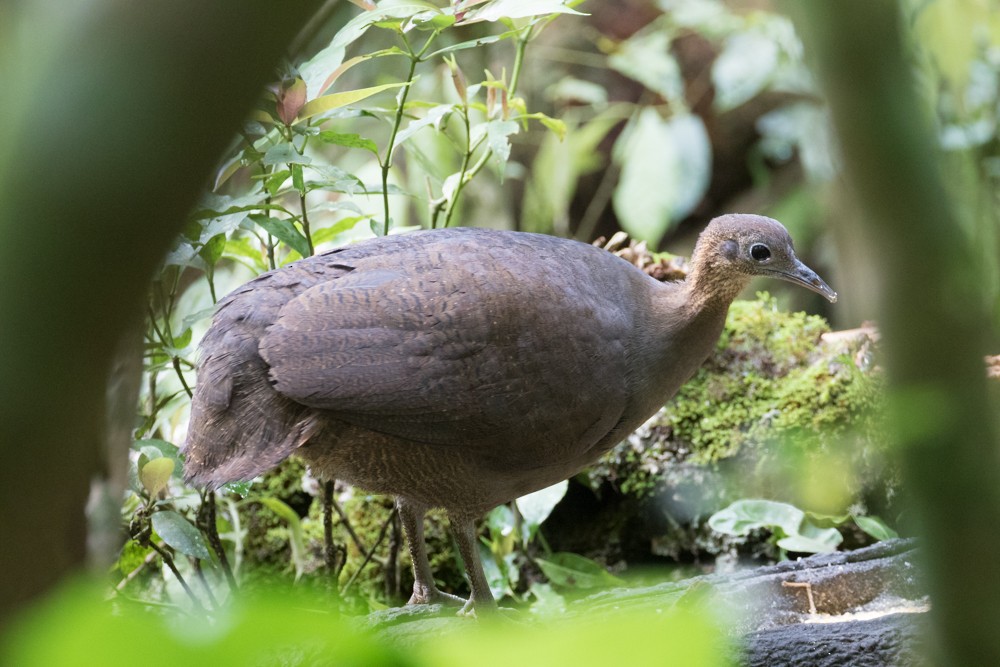 Solitary Tinamou - ML627969060