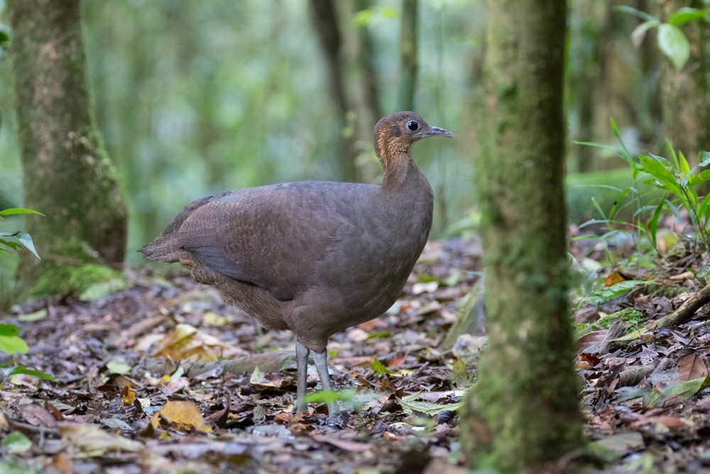 Solitary Tinamou - ML627969061