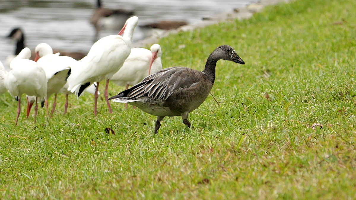 Snow Goose - ML627969086