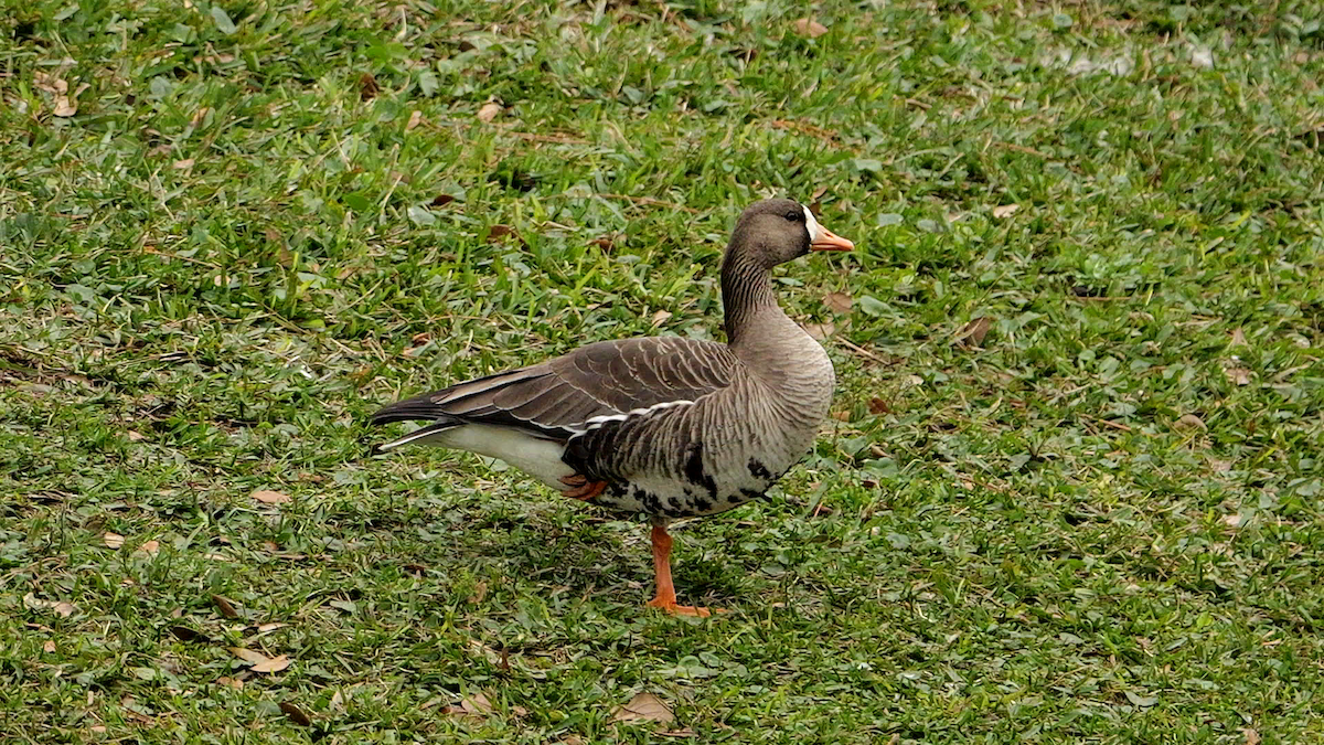 Greater White-fronted Goose - ML627969093